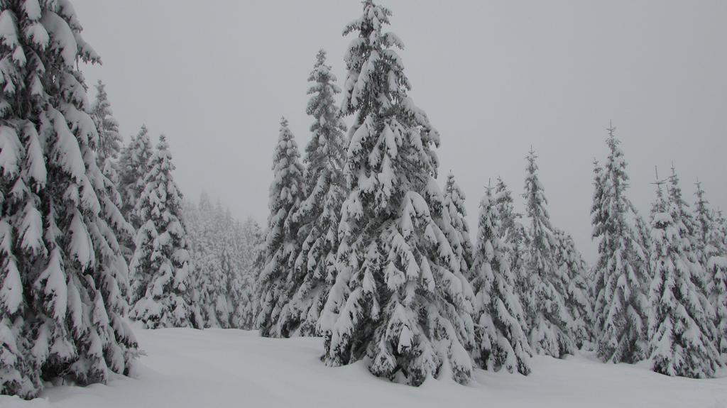 Fewo Harz Haennig 1 Wieda Εξωτερικό φωτογραφία