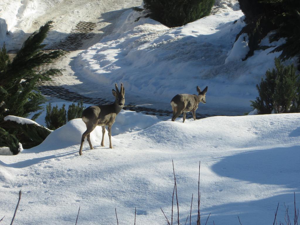 Fewo Harz Haennig 1 Wieda Εξωτερικό φωτογραφία